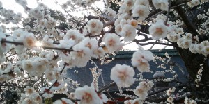 北野天満宮の梅