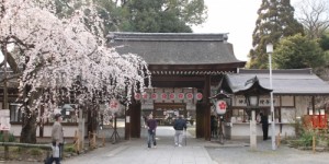 平野神社の桜