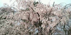 京都御苑の枝垂れ桜